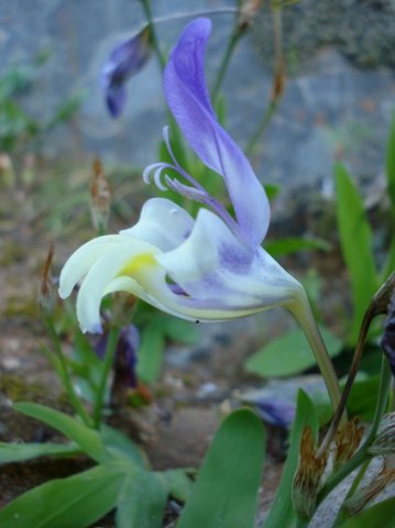 Sparaxis roxburghii flower from the side